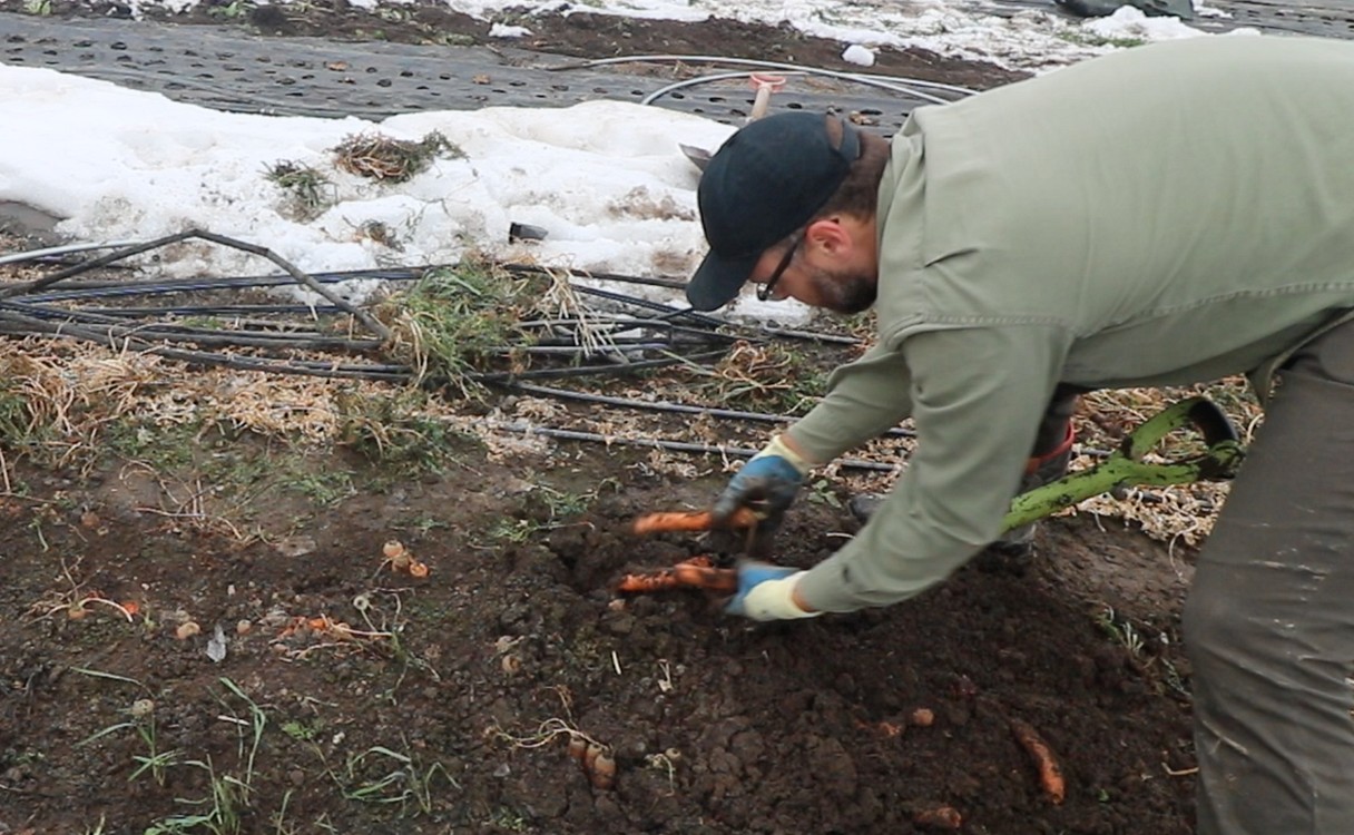 باغبانی در آب‌وهوای سرد و ارتفاعات بالا:...